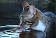 猫の飲水量について