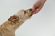 犬のアトピー性皮膚炎