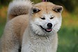 国の天然記念物に指定されている犬