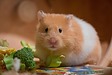 動物の寿命　【ペットリフォームのセラフ榎本】
