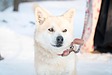 雪が好きな犬種【ペットリフォームのセラフ榎本】