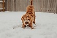 犬の雪遊びの注意点【ペットリフォームのセラフ榎本】