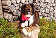 犬の食事と散歩の時間