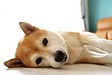 犬の睡眠時間