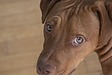 犬が上目遣いをする理由