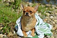 犬が布団にもぐる理由