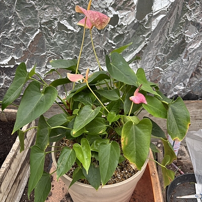 遺された一鉢に作り手としてどう向き合うか