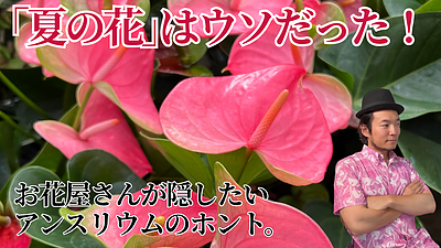 アンスリウムの本当の見頃は夏ではなく冬！