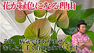 植物を優しく守る支柱の使い方と色の秘密