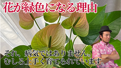 植物を優しく守る支柱の使い方と色の秘密