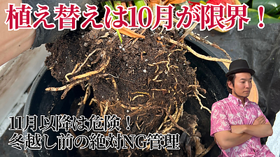 冬前の限界ライン！アンスリウムの正しい過ごし方