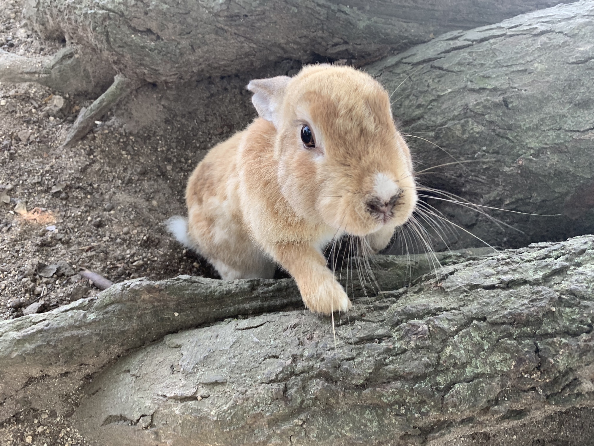 うさぎ島