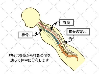 脊椎と脊髄神経