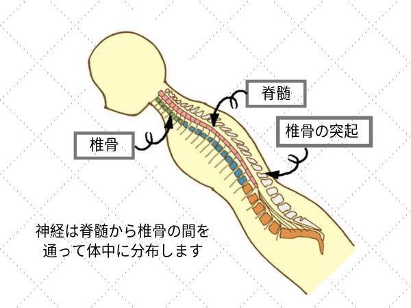 脊椎と脊髄神経