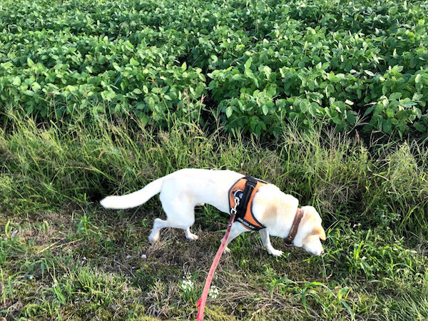 犬はにおいかぎが大好き