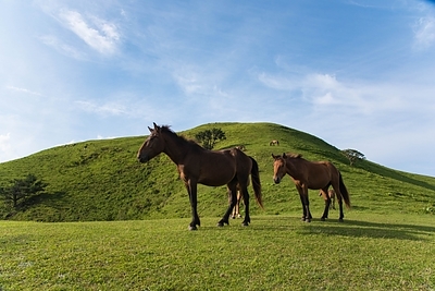 草原の馬