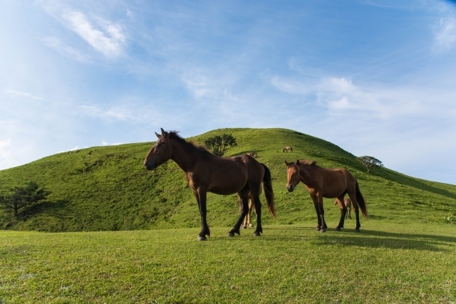 草原の馬