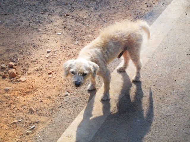 年取った犬