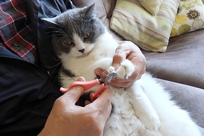 爪切りする猫