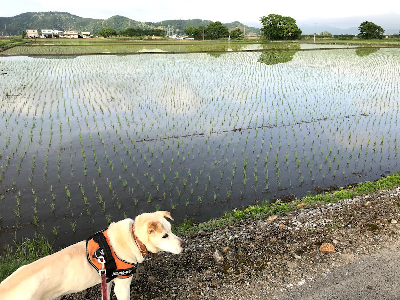 5月の散歩