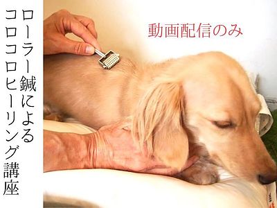 【動画配信】ペット鍼灸入門「ローラー鍼によるコロコロ・ヒーリング講座」