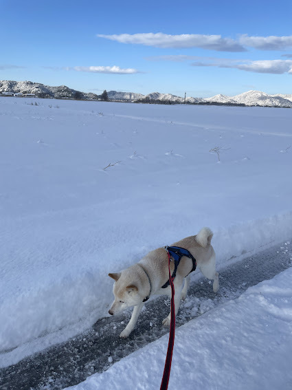 雪の中を散歩