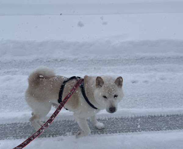 吹雪の散歩