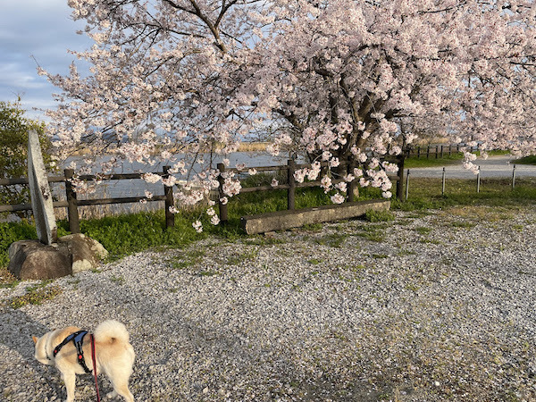 桜と犬