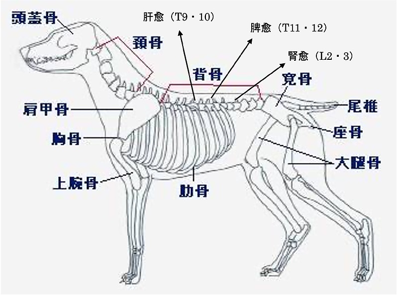 ツボ図背中