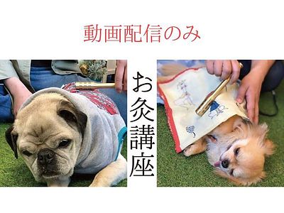 【動画配信】ペット鍼灸入門「お灸講座」〜犬猫にもお灸！