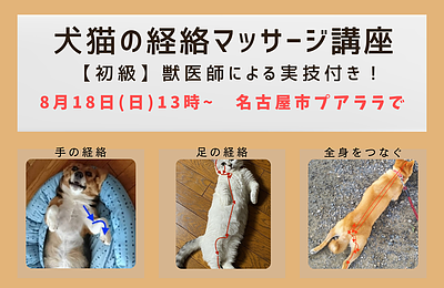 犬猫の経絡マッサージ講座 in 名古屋【初級】獣医師による実技付き