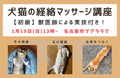 犬猫の経絡マッサージ講座 in 名古屋【初級】獣医師による実技付き