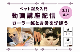 【動画配信】ペット鍼灸入門「ローラー鍼・お灸講座」（2026年2月末まで）