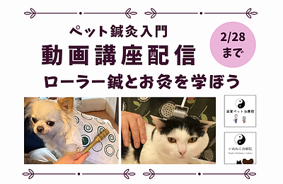 【動画配信】ペット鍼灸入門「ローラー鍼・お灸講座」（2026年2月末まで）