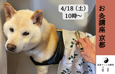 犬猫にお灸を〜ペット鍼灸入門「お灸講座」in 京都