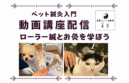 【動画配信】ペット鍼灸入門「ローラー鍼・お灸講座」（2026年5月末まで）