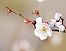 【「早春賦」の歌から学ぶ心の整え方 〜季節を味わいながら〜】