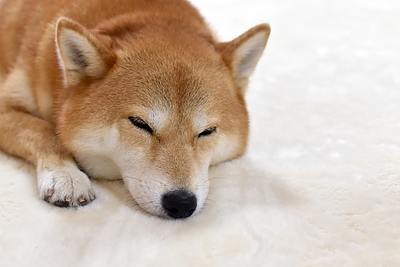 シャンプーできない高齢犬の体臭をバイオ消臭で解決した事例