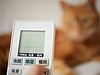 猫のおしっこ臭がエアコンで復活する理由 正しい消臭法で解決!