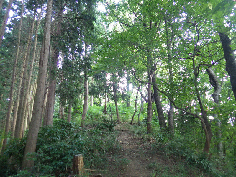 針葉樹林と広葉樹林