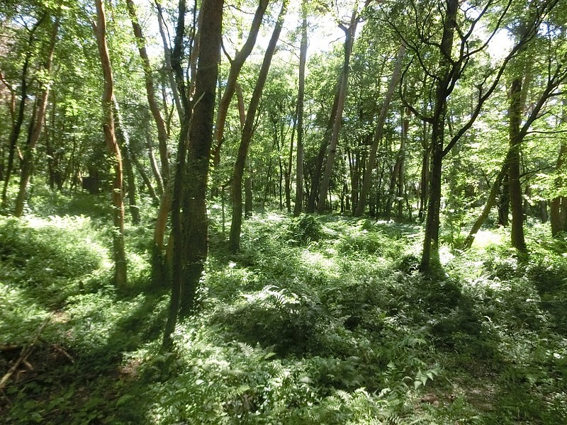 県立浜北森林公園4