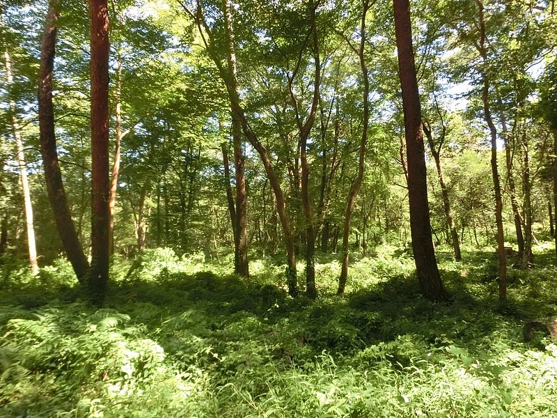 県立浜北森林公園7