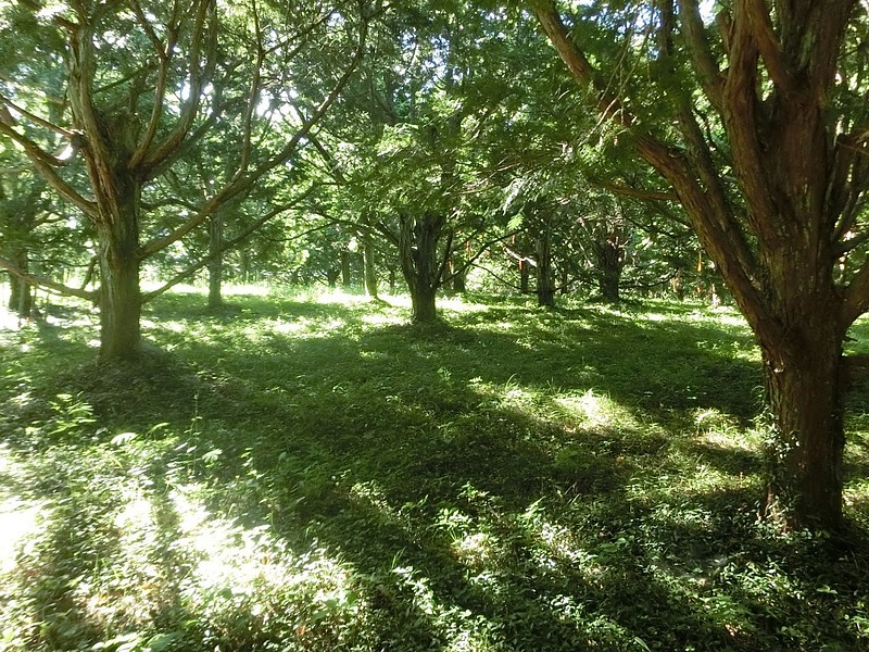 県立浜北森林公園8