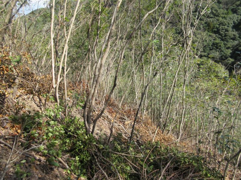 ウバメガシ林_0396