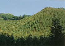 zenkei