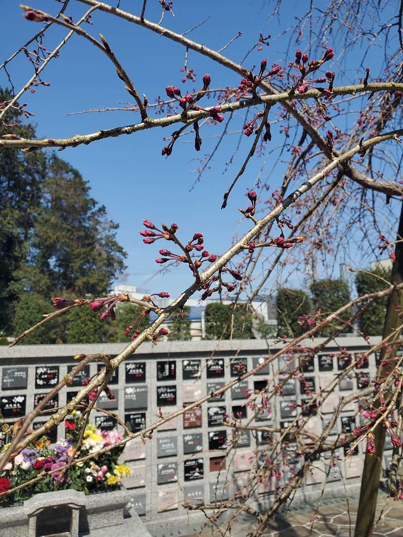 桜は まだ”つぼみ”です 桜は まだ”つぼみ”です