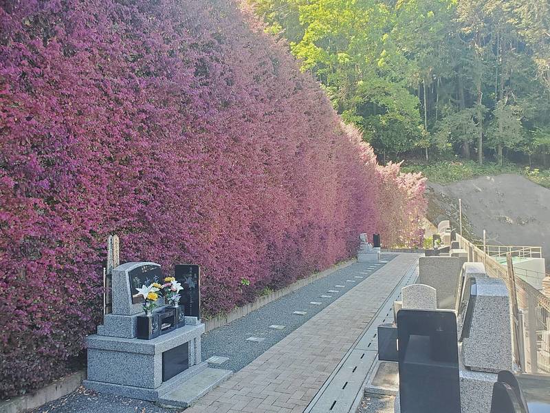 トキワマンサクの春の色付きです