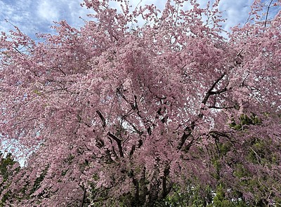 実は3月が離婚件数が一番多い月です