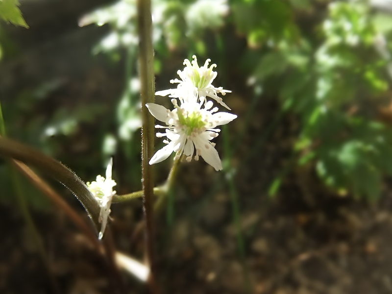 黄連の花