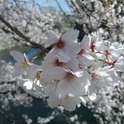 駿府城の桜（2016年撮影）